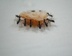 Tratamientos contra plagas de hormigas en casa 
