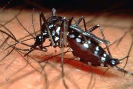 ¿Cómo sería un mundo sin mosquitos?. Eliminar plagas de insectos. Productos contra mosquitos.