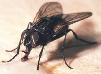 Las moscas reinan en verano. Desinsectación contra insectos voladores (moscas y mosquitos)