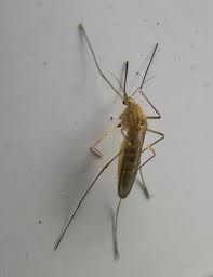 Una plaga de mosquitos afecta a Sagunto. Eliminar plaga de mosquitos.