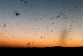 El calor y las lluvias de esta primavera aumentarán los mosquitos en verano. Eliminar mosquitos.