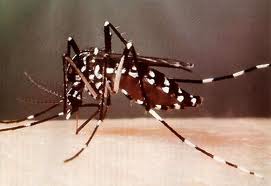 El sur de Alicante es la segunda zona del país donde es más difícil combatir los mosquitos. Eliminar plagas de mosquitos.