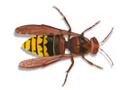 Otros consejos para evitar las picaduras de insectos. Productos insecticidas de uso doméstico.