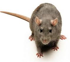 Actuación intensiva contra las ratas. Tratamientos contra roedores (rata y ratón)