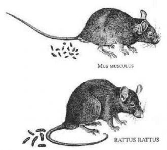 Curiosidades sobre las ratas. tratamientos de control de plagas. Desratización.