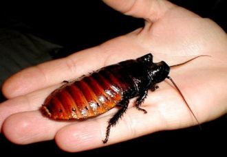 Noticias curiosas: La cucaracha ciborg, a un paso de hacerse realidad en una universidad de Ohio
