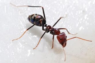 Curiosidades del mundo de las hormigas y su relación con otros insectos. Tratamientos contra hormigas.