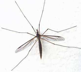 Noticias curiosas: El sistema inmune de los mosquitos. Tratamientos contra mosquitos.