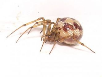 Picaduras de araña. Tratamientos contra arañas. Productos insecticidas de uso doméstico.