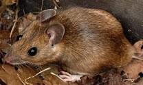 Cosas curiosas: Va a sacar dinero a un cajero y le sale un ratón. Evite las plagas de ratones o ratas.
