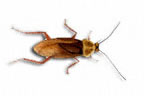 Alergia a las cucarachas y otros insectos. Para acabar con las plagas. Eliminar insectos rastreros.