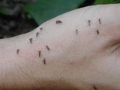 Acabar con el mosquito tigre. Fumigación. Productos insecticidas contra voladores.