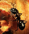 Evitar que las hormigas de jardín nos invadan la casa. Para eliminar hormigas.