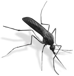 Más del 40% de la población mundial en riesgo de contraer el dengue por picadura de mosquito. Eliminar insectos voladores con insecticida doméstico.