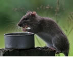 Plaga de ratas en un parque urbano de Xàbia. Erradicar plaga de ratas en su edificio o casa de campo.