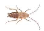 Nuevos desarrollos en feromonas sintéticas para atraer cucaracha. Trampas para capturar cucarachas.