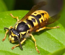 Para evitar los insectos que pican, es importante identificarlos. Erradicar plagas de insectos.