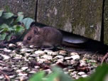 Roedores: rata o ratón. Acabar con la plaga de roedores