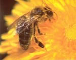 Picaduras de insectos: Avispones o avispas y abejas. Para eliminar avispas de las piscinas.