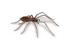 Plaga de arañas. Cómo acabar con las arañas en su casa o negocio.