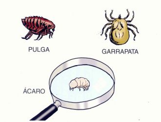 Plagas domésticas: piojos, pulgas, carcoma, termitas, ácaros, cucarachas y otros. Acabar con las plagas de insectos.