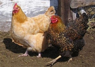 Prevenir la salmonella. La UE establece un nuevo protocolo de muestreo de Salmonella en pollos