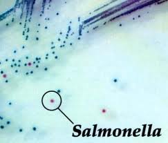 Desinfección para prevención de la bacteria Salmonella y Campylobacter