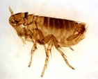 Recomendaciones para la prevención y tratamiento de infestaciones por pulgas