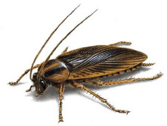 Los insectos que más enfermedades transmiten son las cucarachas. Para eliminar cucarachas.