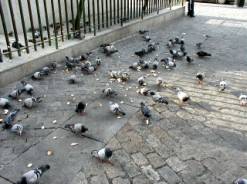 El aumento de la colonia de palomas provoca la aparición de rapaces en el cielo de Alicante. Control de aves.