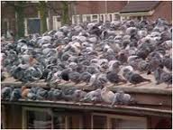 Control de aves: repelentes antipalomas. Cerramientos para evitar entrada palomas en edificios.