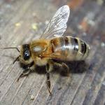 Noticias curiosas: La desorientación por insecticidas podria provocar el despoblamiento de las colmenas