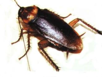 Los insectos que más enfermedades transmiten son las cucarachas. Eliminar cucarachas.