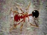 Para acabar con las hormigas use gel insecticida 