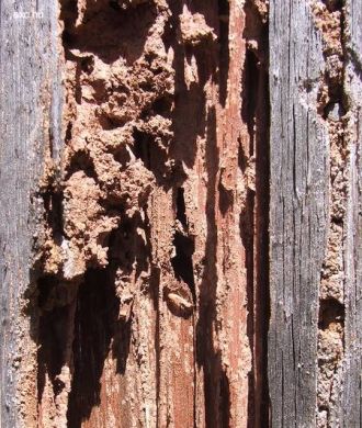 Exterminar plaga de termita y carcoma en Elche.