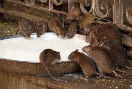 El objetivo: Acabar con ratas en Murcia