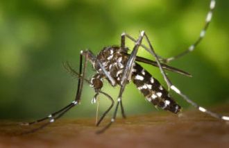 Información sobre el mosquito tigre y cómo tratar las picaduras de mosquito. Tratamientos contra mosquitos.