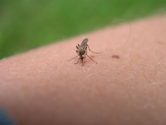 Algunos consejos para evitar las picaduras de los mosquitos en estas vacaciones