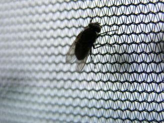 Empresa control de plagas insectos