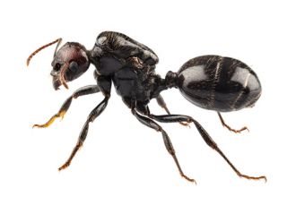 Hormiga negra de jardín